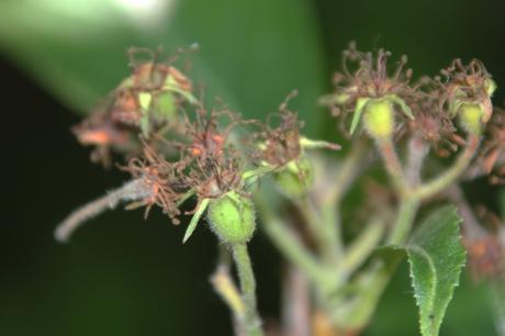 Scarlet Hawthorn, l'aubépine écarlate 6 crataegus pedicellata romi 6 juil 2015 016 (2).jpg