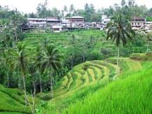 Rizieres Tegallalang Ubud avec Erwin - Balisolo 201511 (3)