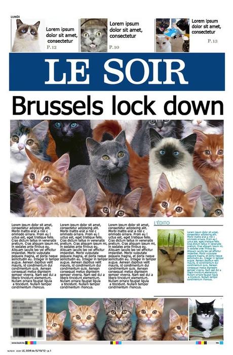 Brussels Lock Down, les chats belges
