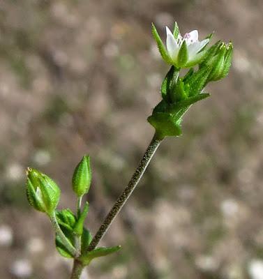 Sabline à feuilles de serpolet (Arenaria serpyllifolia subsp. serpyllifolia)