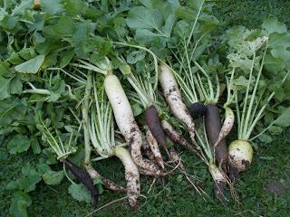 Légumes racines : dernières récoltes
