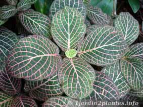 Une plante d'intérieur: le fittonia ou fittonie.