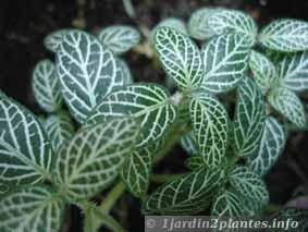 Une plante d'intérieur: le fittonia ou fittonie.
