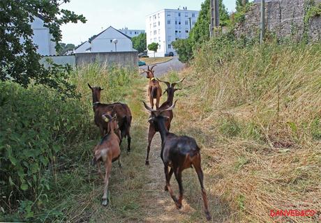 Entretien de friches urbaines à Quimper, avec les chèvres de l'entreprise DanvedCo - Crédit photo : danvedCo