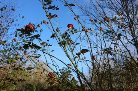 red parfum 1 romi 10 nov 2015 084.jpg