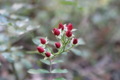 fraise des bois romi 10 nov 2015 064.jpg