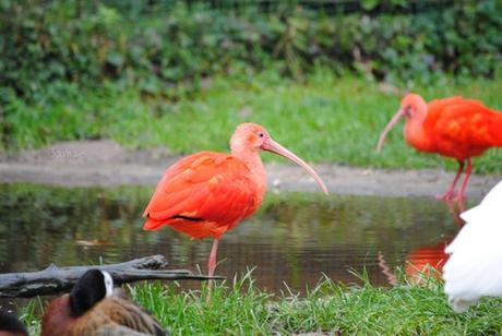 (3) L'ibis rouge.