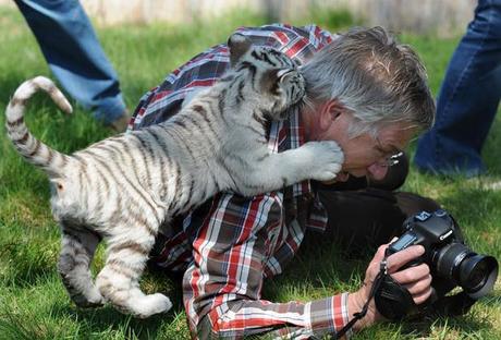08-animals-attacking-photographers