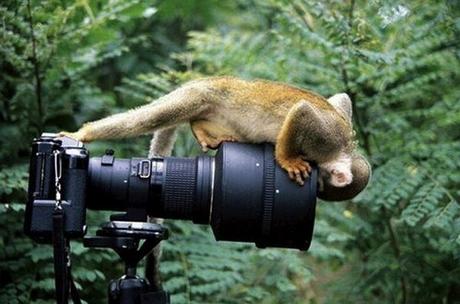 animal-photographers-23