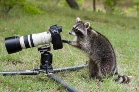 animals-photographers-28