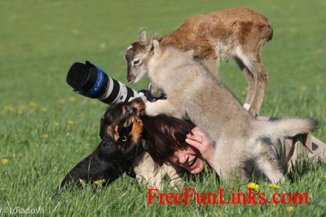 photographer-got-attacked-by-wild-animals