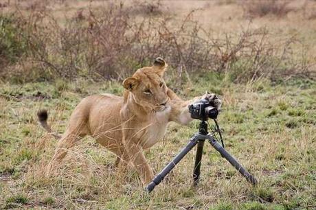 animals-photographers-2