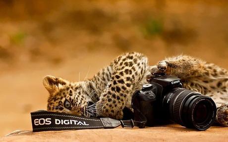 animals-with-camera-helping-photographers-23__880