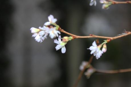 3 prunus subhirtella  autumnalis veneux 1 dec 2015 001 (3).jpg