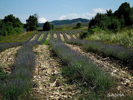 Pain d'épice traditionnel moulé village abandonné Vieux Redortiers Alpes Haute Provence Clichés diaporama