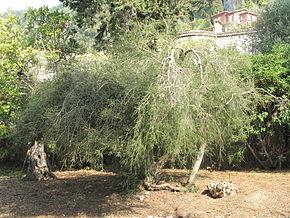 Tea tree (ou arbre à thé) Huile essentielle de TeaTree