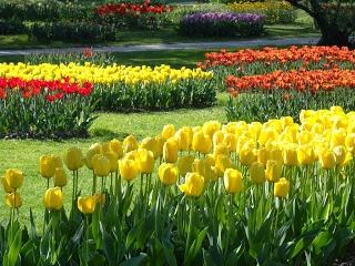Tulipes au Parc de l'Indépendance à Morges