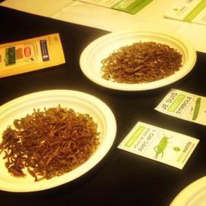 Micronutris : les insectes dans nos assiettes