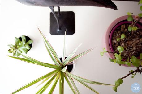 Urban Jungle bloggers : Plantshelfie 2 Urban-jungle-dvdp-1