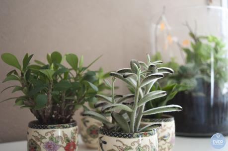 Urban Jungle bloggers : Plantshelfie 2 Urban-jungle-blogger-dvdp