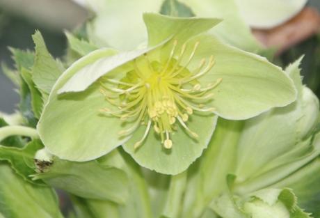 3 helleborus argutifolius fl veneux 6 décembre 2015 rec 002.jpg