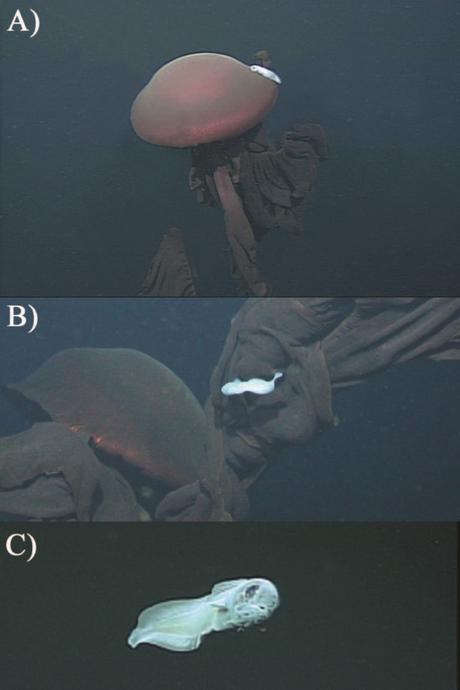 Thalassobathia pelagica, Drazen et Robinson, 2004