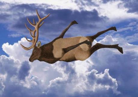 Cerfs-volants littérature