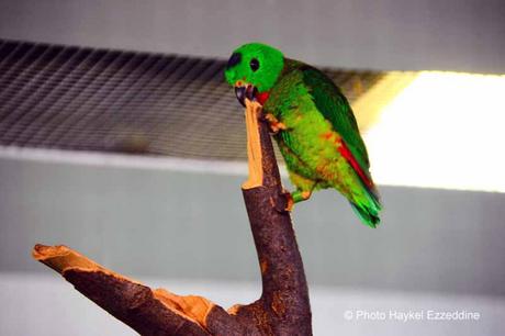 Une promenade en photos au zoo de Bâle DSC_7962aaaaaaaaa.jpg