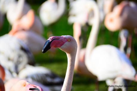 Une promenade en photos au zoo de Bâle Sans titre-3.jpg