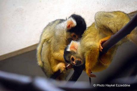 Une promenade en photos au zoo de Bâle DSC_8044aaaaaaaaa.jpg