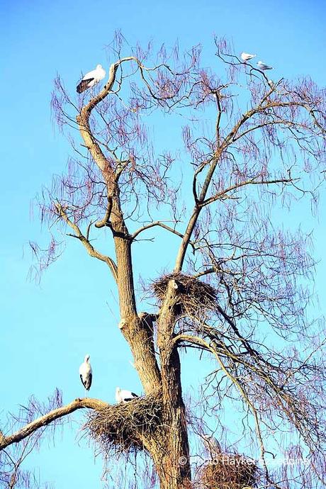 Une promenade en photos au zoo de Bâle DSC_8000aaaaaaaaa.jpg