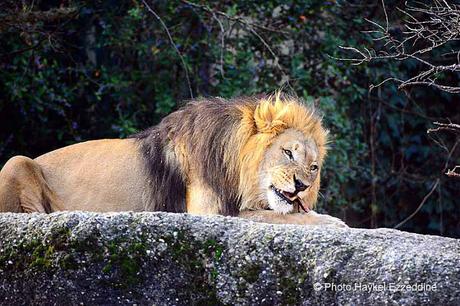 Une promenade en photos au zoo de Bâle DSC_7873aaaaaaaaa.jpg