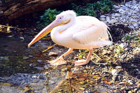 Une promenade en photos au zoo de Bâle DSC_7990aaaaaaaaa.jpg