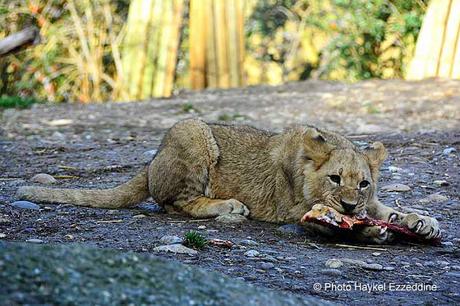 Une promenade en photos au zoo de Bâle DSC_7858aaaaaaaaa.jpg