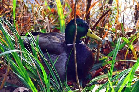 Une promenade en photos au zoo de Bâle DSC_7753aaaaaaaaa.jpg