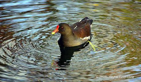 Une promenade en photos au zoo de Bâle Sans titre76aaaaaaaaa.jpg