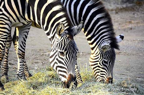 Une promenade en photos au zoo de Bâle DSC_8104aaaaaaaaa.jpg