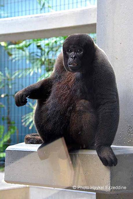 Une promenade en photos au zoo de Bâle DSC_8073aaaaaaaaa.jpg