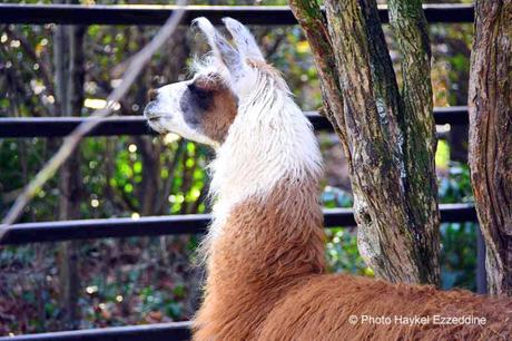 Une promenade en photos au zoo de Bâle DSC_7745aaaaaaaaa.jpg