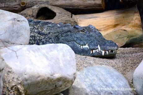 Une promenade en photos au zoo de Bâle DSC_7835aaaaaaaaa.jpg