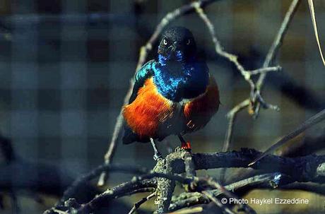 Une promenade en photos au zoo de Bâle Sans titre3aaaaaaaaa.jpg