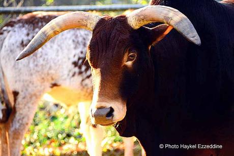 Une promenade en photos au zoo de Bâle DSC_7722aaaaaaaaa.jpg