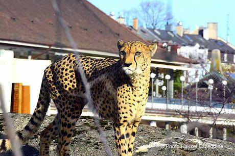 Une promenade en photos au zoo de Bâle DSC_7902aaaaaaaaa.jpg