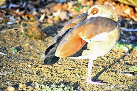 Une promenade en photos au zoo de Bâle DSC_8008aaaaaaaaa.jpg