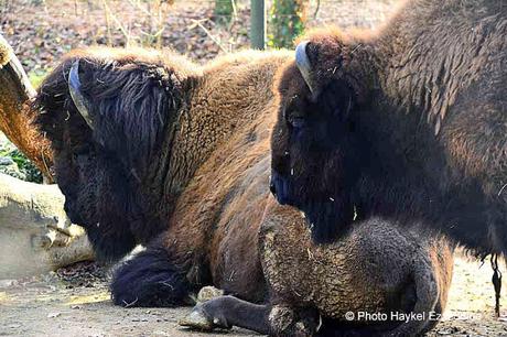 Une promenade en photos au zoo de Bâle DSC_7766aaaaaaaaa.jpg