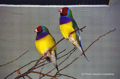 Une promenade en photos au zoo de Bâle DSC_7950aaaaaaaaa.jpg