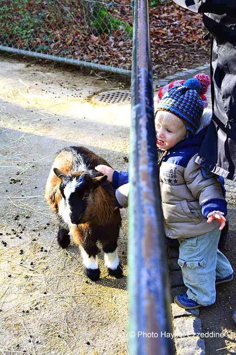 Une promenade en photos au zoo de Bâle DSC_7706aaaaaaaaa.jpg
