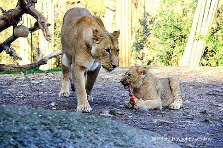 Une promenade en photos au zoo de Bâle DSC_7844aaaaaaaaa.jpg
