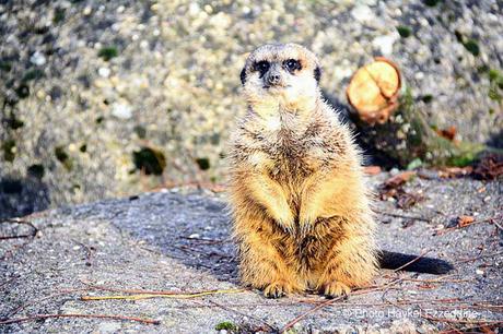 Une promenade en photos au zoo de Bâle DSC_7924aaaaaaaaa.jpg