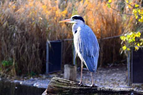 Une promenade en photos au zoo de Bâle DSC_7988aaaaaaaaa.jpg